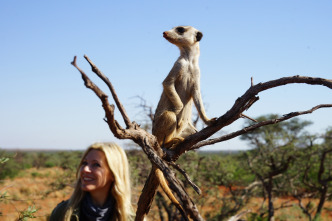 Pesadillas animales: Safari en Kalahari