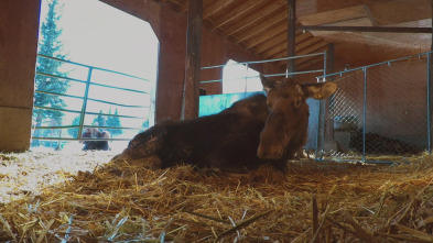 Una veterinaria...: Un bisonte muy listo