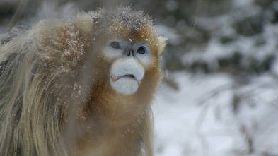 Imagen de Las maravillas ocultas del invierno  - 5