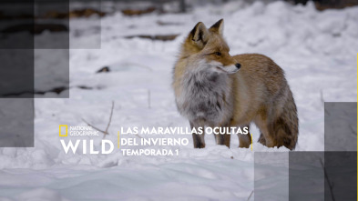 Imagen de Las maravillas ocultas del invierno  - 2