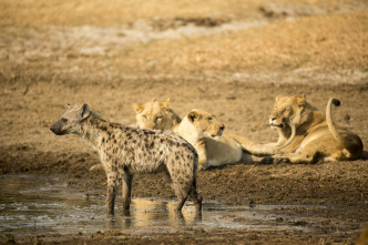 Imagen de Savage Kingdom  - 3