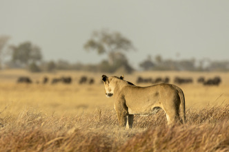 Imagen de Savage Kingdom  - 4