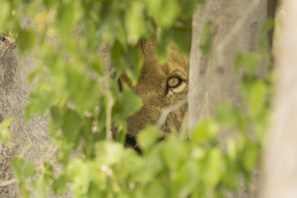 Imagen de Savage Kingdom  - 6