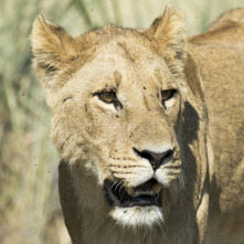 Imagen de Savage Kingdom  - 7