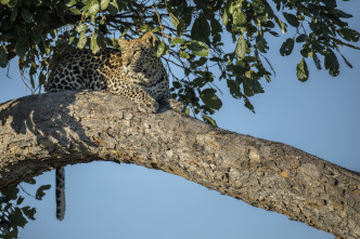 Imagen de Savage Kingdom  - 9