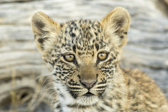 Imagen de Savage Kingdom  - 10