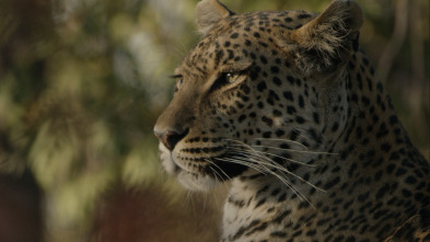 Imagen de Savage Kingdom  - 12