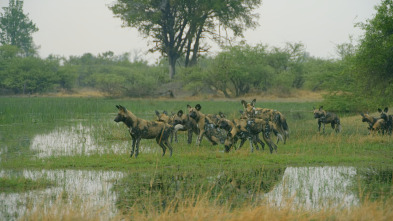 Imagen de Savage Kingdom  - 13