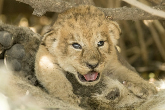 Imagen de Savage Kingdom  - 14