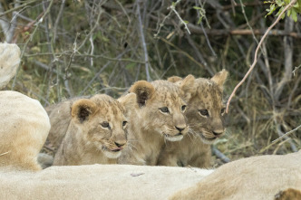 Imagen de Savage Kingdom  - 15