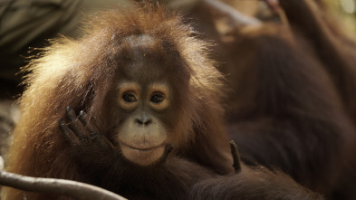 Escuela de orangutanes: Ep.1