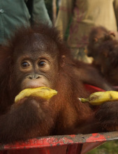 Escuela de orangutanes: Ep.5