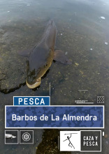 Barbos en La Almendra