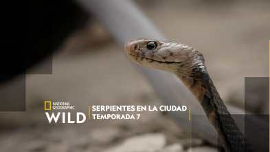 Imagen de Serpientes en la ciudad  - 2
