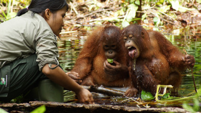 Escuela de orangutanes: Ep.8
