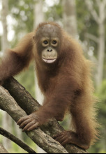 Escuela de orangutanes: Ep.9