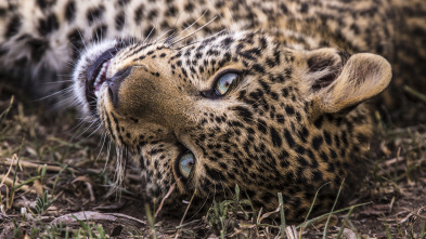 Toto, la leopardo de ojos jade