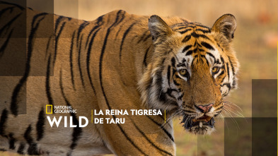 Imagen de La reina tigresa de Taru - 2