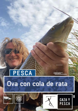 Imagen de Ova con cola de rata - 1