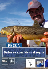 Barbos de superficie en el Yeguas