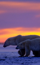 Imagen de El reino del oso polar: El viaje del cachorro - 1
