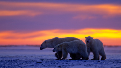 Imagen de El reino del oso polar: El viaje del cachorro - 2