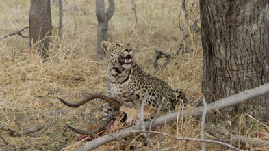 Imagen de Diario de un leopardo adolescente - 3