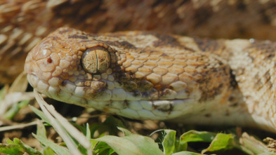 Las serpientes más letales del mundo - El Indo-Pacífico