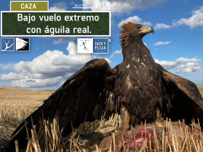 Imagen de Bajo vuelo extremo con águila real - 2