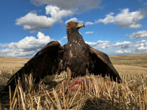 Imagen de Bajo vuelo extremo con águila real - 3