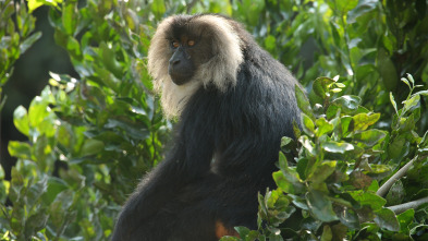 Imagen de Los secretos naturales...: Vida en el monzón - 1