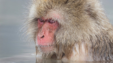 Imagen de Los secretos naturales...: Supervivientes de montaña - 1