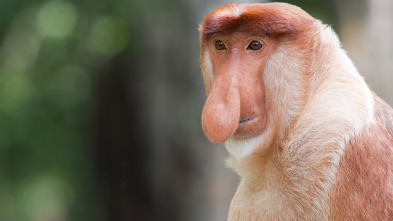 Imagen de Los secretos naturales...: Los más extraños de la naturaleza - 7