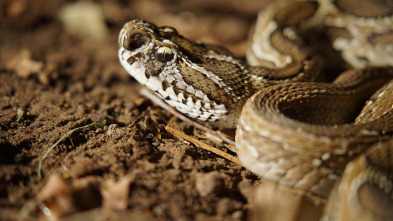 Las serpientes más letales del mundo - El Indo-Pacífico