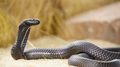 Las serpientes más letales del mundo - África