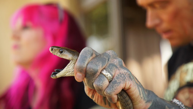 Serpientes en la ciudad: Pozo de serptientes