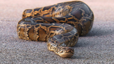 Imagen de 10 animales letales: extraños ataques - 3