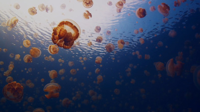 Imagen de Las medusas más letales del mundo - 3