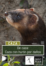 Imagen de De caza: Caza con hurón por daños - 1