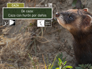 Imagen de De caza: Caza con hurón por daños - 2