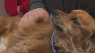 Imagen de El increíble doctor Pol: Cachorritos temblorosos - 2
