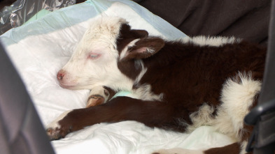 Imagen de El increíble doctor Pol: La maravillosa Miss Maisey - 3