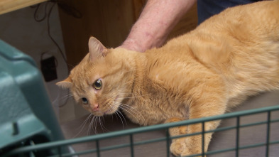 Imagen de El increíble doctor Pol: Los tres cerditos - 3