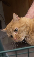 Imagen de El increíble doctor Pol: Los tres cerditos - 1