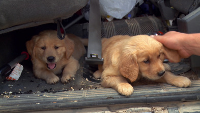 Imagen de El increíble doctor Pol: Palos y piedras - 2