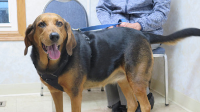 Imagen de El increíble doctor Pol: Abracadabra - 2