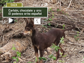 Imagen de Carbón, chocolate y oro: El podenco Orito - 2