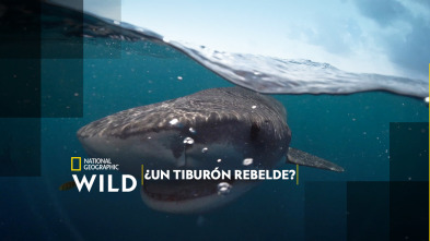 Imagen de ¿Un tiburón rebelde? - 2