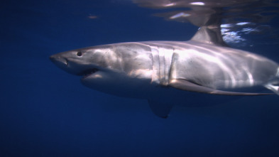Ataques de tiburones:...: Un dúo letal