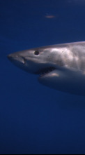 Ataques de tiburones:...: Un dúo letal